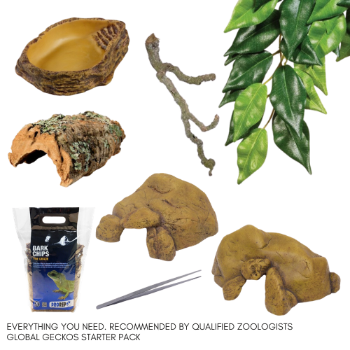 Royal Python Decor Pack GGSKRPD GlobalGeckos.co.uk